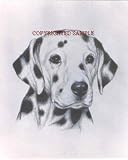 Dalmatian - Portrait by Cindy Farmer