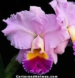 Blc Plum Island 'Newberry' HCC/AOS x C Horace 'Maxima' AM/AOS(Photo)(Bare root plant)