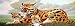 Clouded Leopard And Cubs Window Mural,Decal,Tint