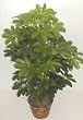 4' DOUBLE Schefflera Bush