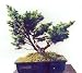 Grand Fir 20 Seeds/Seed - Abies grandis - Bonsai