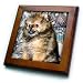 Roxy, Pomeranian Puppy - 8x8 Framed Tile