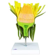 3B Scientific T21022 Dandelion (Taraxum Officinale)