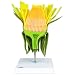 3B Scientific T21022 Dandelion (Taraxum Officinale)