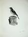 1908 Spotted Fly Catcher Muscicapa Grisola Bird Plate