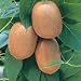 Image of KIWI FRUIT (ACTINIDA) -JENNY - 40CM -POT GROWN