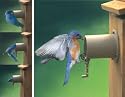 Screw-On Bird Guardian Birdhouse Protector