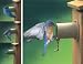 Audubon Entities Bird Guardian Screw-on Birdhouse Protector