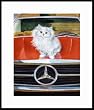 Mercedes by Drew Strouble