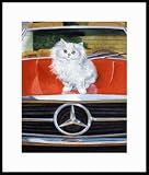Mercedes by Drew Strouble