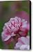 Almond Blossom Canvas Print / Canvas Art - Artist Michelle BarlondSmith
