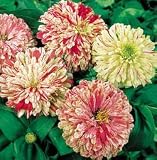 Zinnia Seeds - Zinnia Candy Stripe