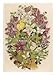 Mentha Pulegium Art Giclee Poster Print, 12x16