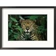 A Jaguar Looks into the Camera Collections Framed Photographic Poster Print by Steve Winter, 21x17