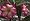 Desert Rose 10 Seeds - Adenium obesum