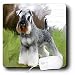 schnauzer15  - Dogs Schnauzer Schnauzer Mouse Pads