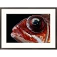 A squirrelfish with eye disease Framed Art Poster Print by George Grall, 29x21