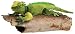 Plush Iguana 16
