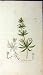 1808 James Sowerby Botanical Print Galium Spurium Plant