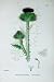 Botany Plants C1902 Scotch Thistle Onopordum Colour