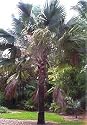 Bismark Fan Palm 3 Seeds Bismarkia nobilis