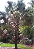 Bismark Fan Palm 3 Seeds Bismarkia nobilis - B000SB3K1C