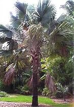 Bismark Fan Palm 3 Seeds Bismarkia nobilis