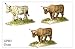 Foundry General Purpose: Oxen (3)