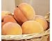 LA 1 Peach Artificial Fruit Home 1 Peach Fake Fruti