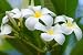 Close-up of a White-yellow Frangipani Flower - 18