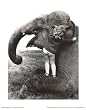 (11x14) John Drysdale (An Elephant Never Forgets) Art Poster Print