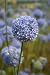 Allium caeruleum