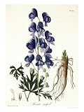 Aconitum Napellus from Phytographie Medicale by Joseph Roques, Published in 1821 Art Giclee Poster Print by L.f.j. Hoquart, 18x24