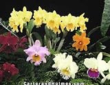 "Adult" Cattleya type orchid Collection
