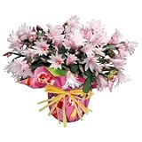 Potted Sunrise Cactus - Flowering Cactus - Mother's Day Flowers - Mother's Day Plant