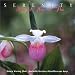 Music : Serenity:Music for Harp and Flute