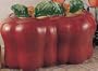 APPLE 3-D / Majolica Ceramic Bread Box *NEW!*