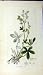 1795 SOWERBY ALCHEMILLA ALPINA BOTANICAL PLANT HERB Image