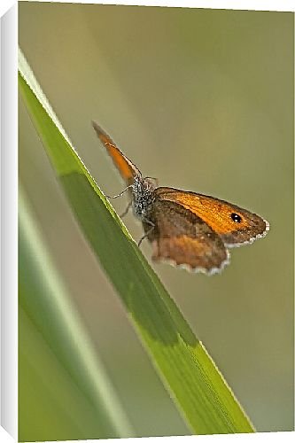 Canvas Prints of Butterfly from Country Life Canvas Prints of Butterfly from Country Life