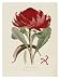 A Specimen of the Botany of New Holland Art Styles Giclee Poster Print by James Edward Smith, 18x24