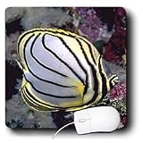 Tropical Fish - Butterfly Fish - Mouse Pads