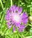 Garden Perennial-Giant Cornflower -Centaurea dealbata P9