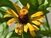 Close Up of a Giant Zinnia Flower, Elkhorn, Nebraska Photographic Poster Print by Joel Sartore, 30x40