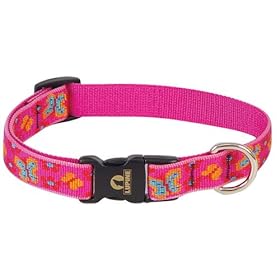 buy, Dogs Accessories