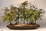 Bonsai Boy's Rock Hornbeam Bonsai Tree carpinus turczaninovii