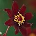 Dahlia Dark Desire