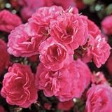 Rose Plant - Rose Carefree Marvel PP#16,030