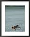 Brown Hare Running Across Frosty Field, Lancashire, UK Framed Art Poster Print by Elliott Neep, 18x22