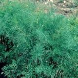 Thompson & Morgan Dill Herb Seed