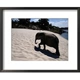 Baby African Elephant Taking a Sand Bath National Geographic Collection Framed Art Poster... by Art.com